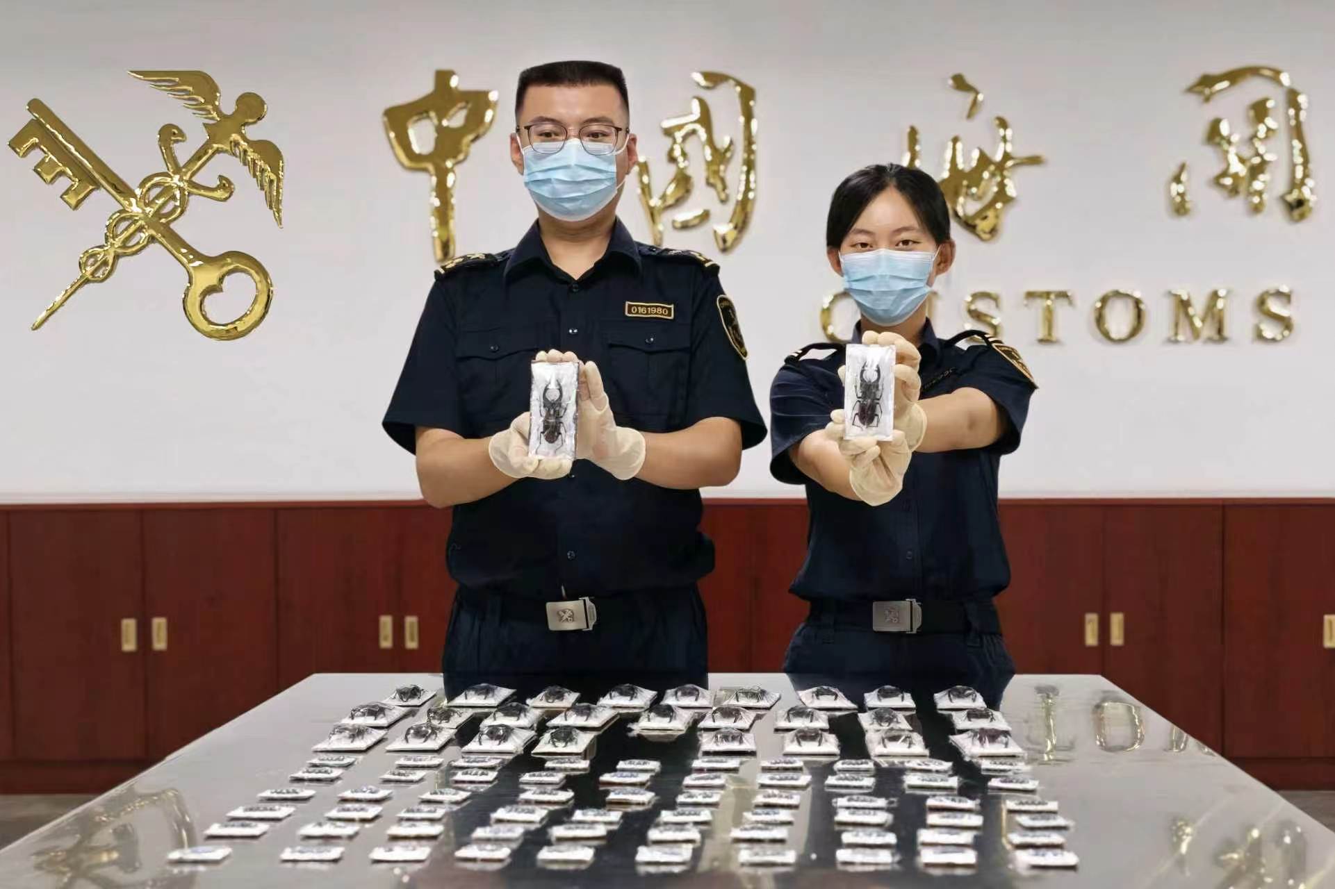 北京海关邮递渠道截获昆虫标本236只